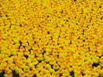 Rubber Duck Races, Paddington portfolio