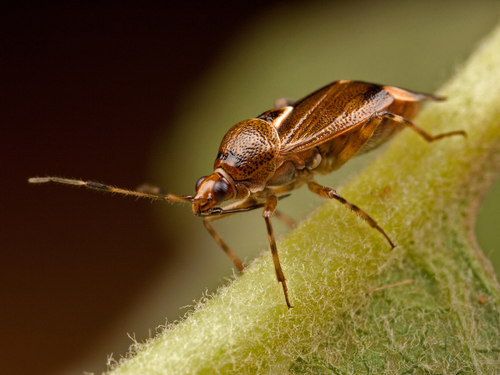 Hemiptera (True Bugs)