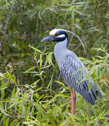 Yellow Crowned Night Heron portfolio