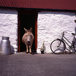 IRISH FARM ANIMALS portfolio