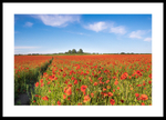 Poppy Field portfolio