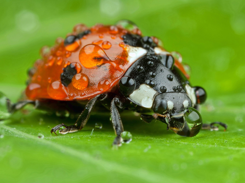Coleoptera (Beetles)