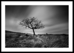 Lone Tree in the Peak District portfolio