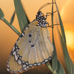 Insects & Spiders &  other animals 2021 portfolio