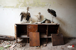 254. Casella Taxiderme (IT) portfolio