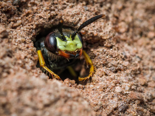 Solitary Wasps