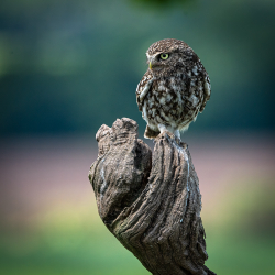 Little Owls portfolio