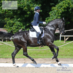 Petplan Area Festival 11th to 13th August - Click to View Photos portfolio