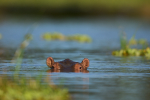 Zambia portfolio