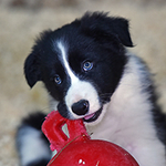 Gibb Of Galston Pet Photoshoot portfolio