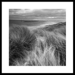 Coastal Grasses portfolio