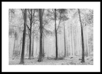Tree Trunks portfolio