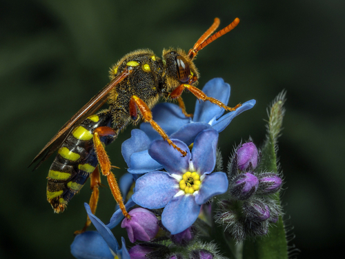 Cuckoo Bees