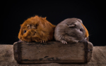 Studio Pet Portraits portfolio