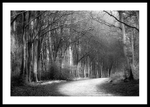 Woodland Path portfolio
