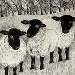 Animals portfolio