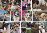 Dogs who have stayed at Dolphins or would like to portfolio