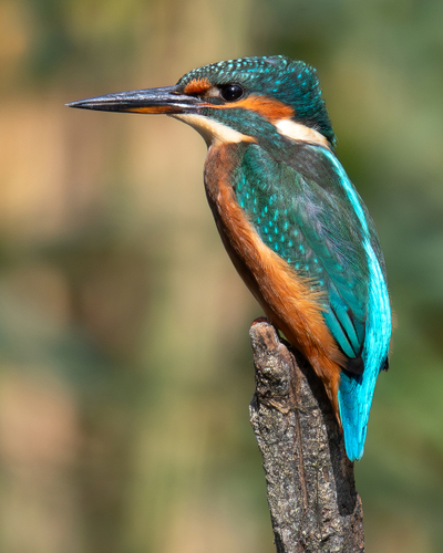 Birds in the UK