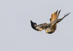 Welsh Wildlife p/c catalogue