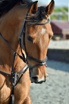 Pontispool Unaffiliated Arena Eventers 24-02-2018