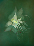 Ghost Flowers portfolio