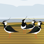 Birds portfolio