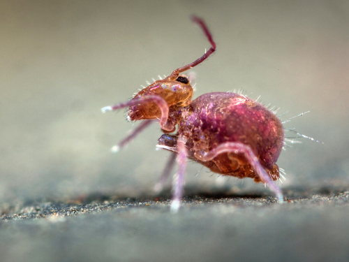 Collembola - Springtails