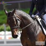 Tuesday 12th British Dressage - Click to View Photos portfolio