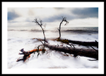 Fallen Trees in the Ocean portfolio