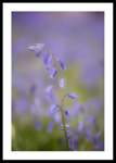 Drooping Bluebells portfolio