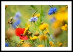 Wildflower meadow portfolio