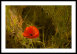 Field Poppy portfolio