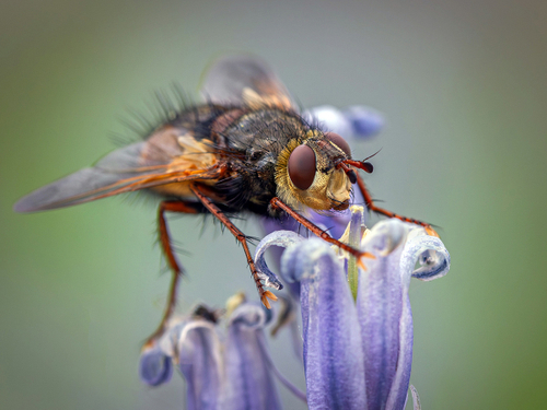 Diptera (True Flies)
