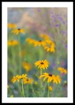 Yellow Rudbeckia Dreams portfolio
