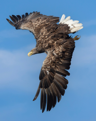 Birds of Prey in the UK