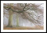 Autumn at Blickling Park Norfolk portfolio