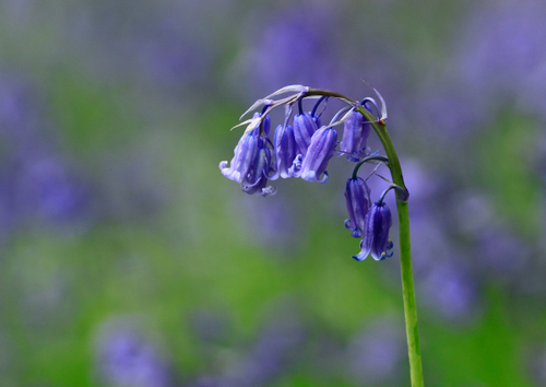 Flowers and Fungi