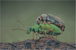 Wee Beasties portfolio