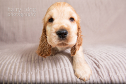 Skye's Puppies portfolio