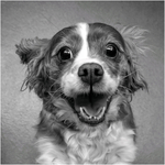 Mono Pet Portraits portfolio