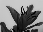 Fine Art portfolio