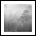 Woodland Shapes portfolio