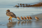 ARPS Panel - Wildlife of the Falkland Islands portfolio