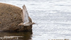 11 Whimbrel A2