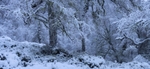 birch_woodland_winter