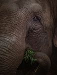 Elephant close-up, eating greenery
