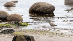 7 Whimbrel A2