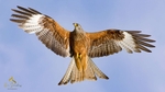 27 red kite 