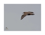 Great Skua 1