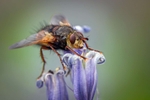 Tachinid Fly_02